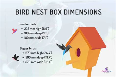 Complete Guide to Garden Bird Nest Box Size and Dimensions - Gardenia ...