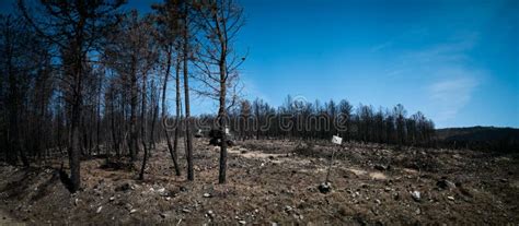 Wide Panorama of Burnt Pine Tree Forest and Logging Machines Stock Photo - Image of environment ...