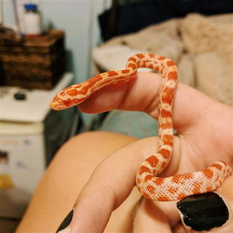 Corn Snake Snake Pet Snake