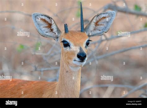 Broken Horn Hi Res Stock Photography And Images Alamy