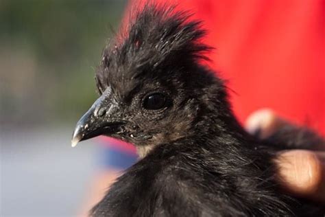 Single Comb Silkie Backyard Chickens Learn How To Raise Chickens