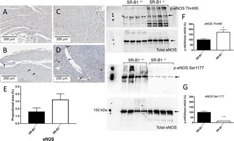 Enos Antibody Pa1 037