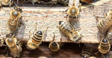 Pesticides In Bee Colonies Affect The Behavior Of Bees Noldus