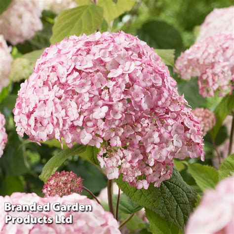 Hydrangea arborescens 'Candybelle Bubblegum' | Suttons