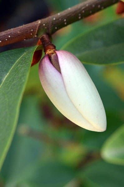 Buy Fairy Magnolia Magnolia Fairy Blush Micjur01 Pbr Delivery