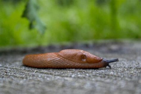 Naaktslakken Natuurlijk Bestrijden In De Tuin Biobestrijding