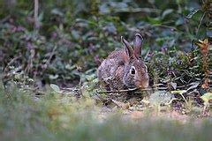 Category:Leporidae - Wikimedia Commons