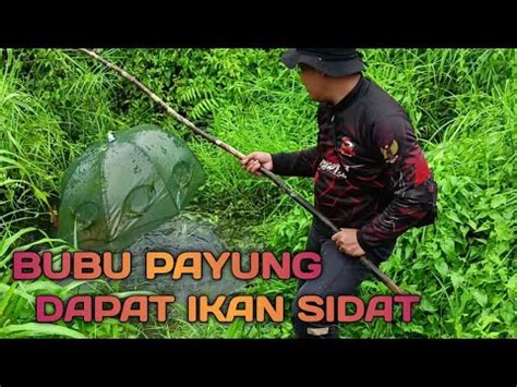 Pasang Bubu Payung Di Sungai Umpan Sawit Dapat Ikan Sidat