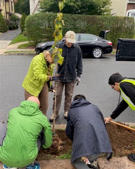 A Tree Grows In Ridgewood Shade Tree Commission Plants Saplings In The