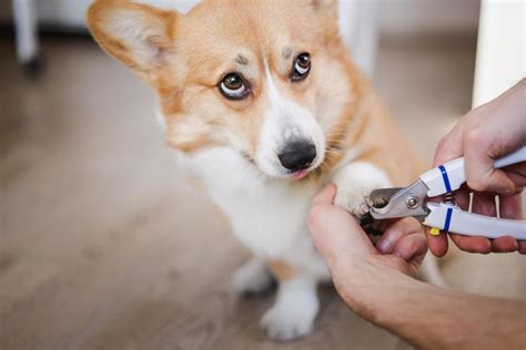 Trim Your Dogs Nails Safely Tips Tricks And Grooming Techniques