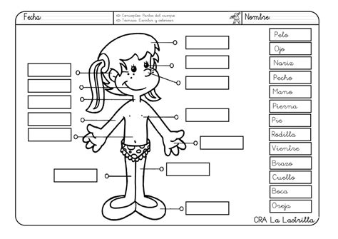 Las Partes Del Cuerpo El Cuerpo Diagram Quizlet