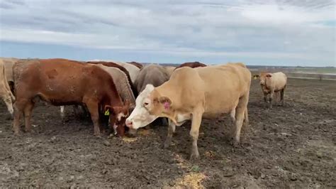 30 Head Of Charolais Cross Beefmaster Red Angus And Crossbred Cows