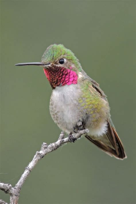 Broad Tailed Hummingbird Boulder Colorado ©steve Frye Photo Taken