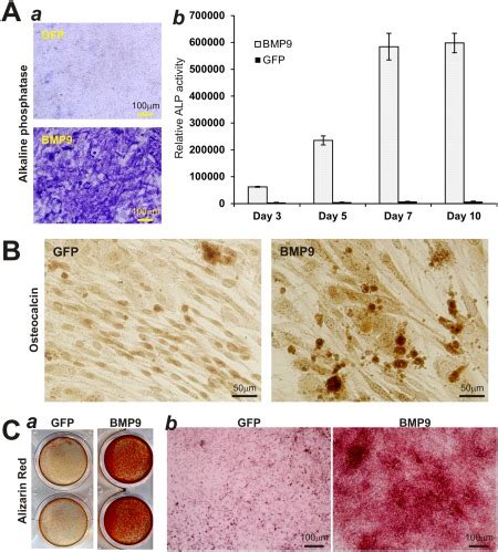 Bmp Effectively Induces Osteogenic Differentiation Of Mesenchymal Stem