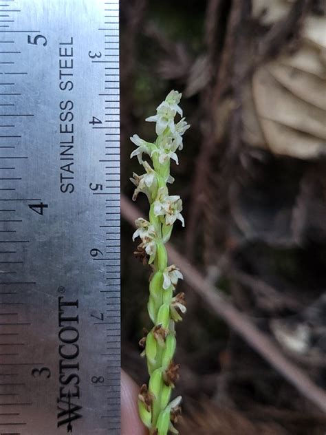 Piperia Candida Calflora