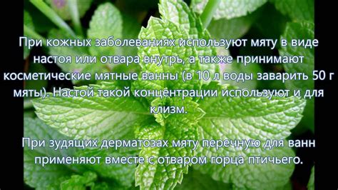 Лечение мятой перечной: настойка, рецепты применения и приготовления ...