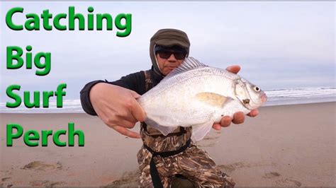 Catching Big Surf Perch With Gulp Shrimp Oregon Surf Fishing Youtube