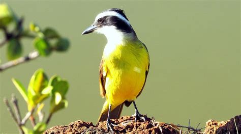 P Ssaros Mais Comuns Do Brasil Casa Dos P Ssaros