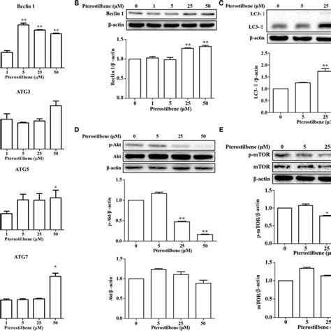 Pterostilbene Triggered Autophagy In Cancer Cells A Expression Of