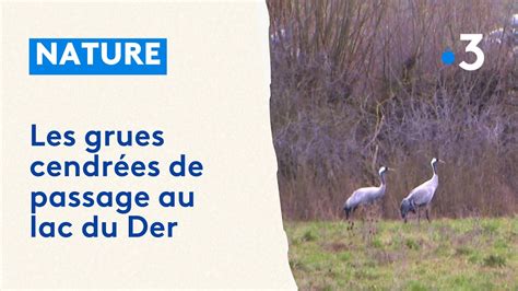 Les grues cendrées de retour au lac du Der une halte pour leur