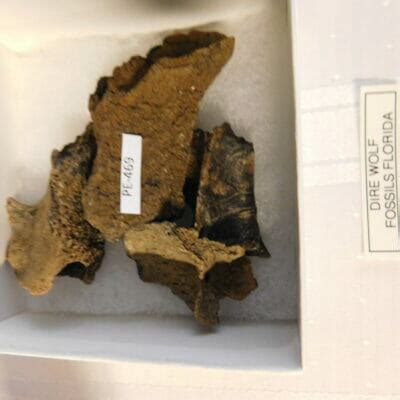 Dire Wolf Fossil Atlas Vertebra - Fossils & Artifacts for Sale | Paleo ...