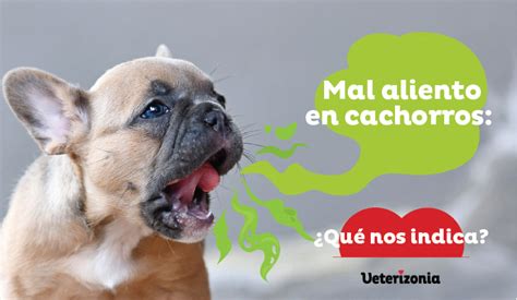 Como Quitar El Mal Aliento A Mi Perro