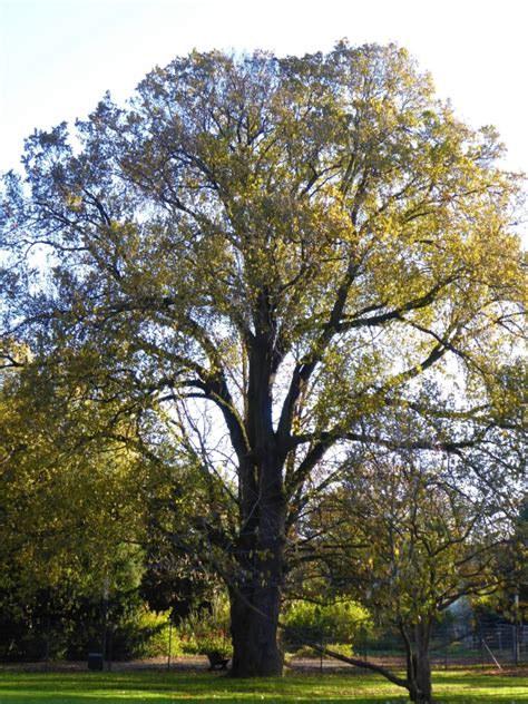 Orme Blanc Dans Le Domaine Du Alten Botanischen Gartens Planten Un