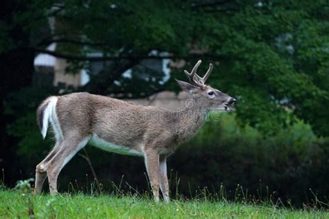 White Tail Deer Portrait Under The Rain Near The Houses In New York