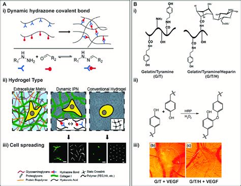 A Hacollagen Ipn Developed To Mimic Fibrillarity And Viscoelasticity