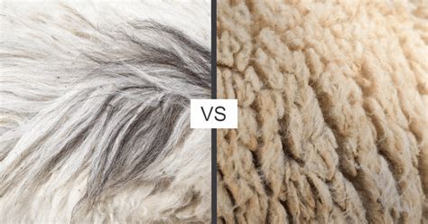 Cashmere vs Wool Comparison (what are the differences?)