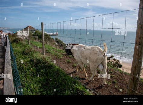 Goats On The Cliff Edge In West Cliff In Bournemouth In September 23