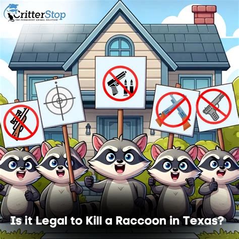 Is It Legal To Kill A Raccoon In Texas Critter Stop