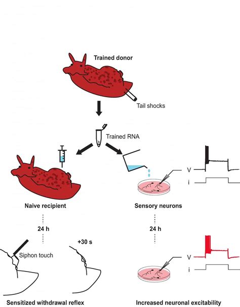 Scientists Transfer Memories Between Snails With Rna Implants