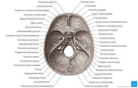 Diagram Pictures Superior View Of Base Of The Skull Anatomy