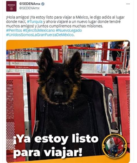 Sigue el legado de Proteo Perrito donado por Turquía pronto llegará a