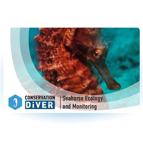 Seahorse Ecology And Monitoring Conservation Diver