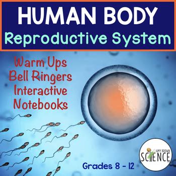 Reproductive System Bell Ringers Human Body Warm Ups By Amy Brown Science