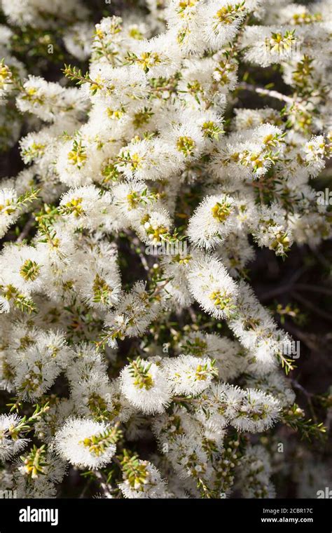 Western Black Tea Tree Hi Res Stock Photography And Images Alamy