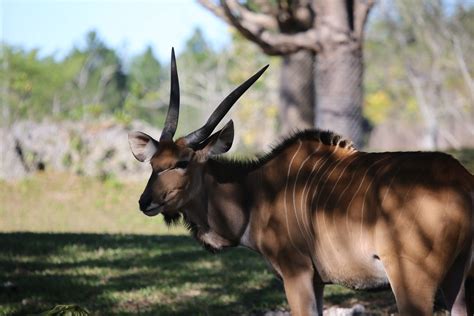 Giant Eland Taurotragus Derbianus The Giant Eland Is A Flickr