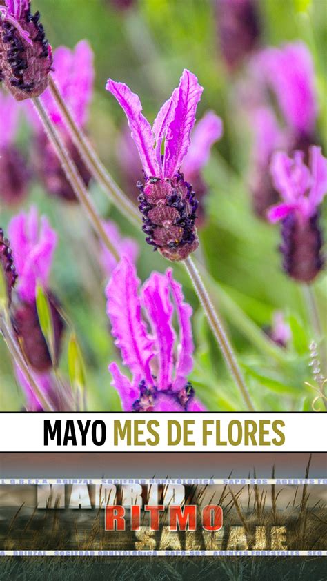 Mayo Mes De Flores Playmad