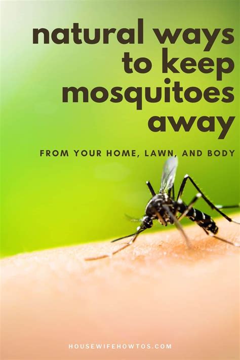 How Do I Keep Mosquitoes Off My Patio At Antonio Shelton Blog