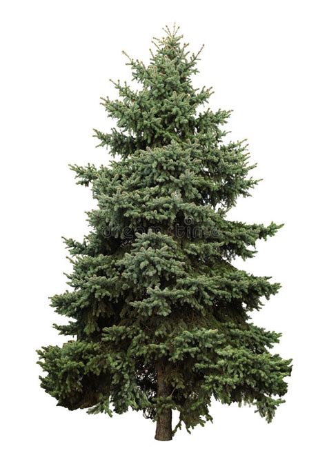 Evergreen Fir Tree On White Symbol Of Winter Holidays Stock Photo
