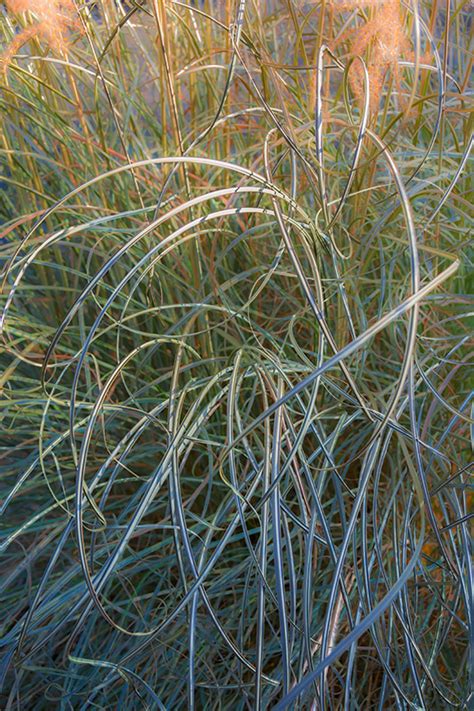 Curly Grass V [xlg] Phoenix Creative Imagery