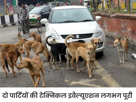 Dogs In Amritsar Starization Work Municipal Corporation Tender