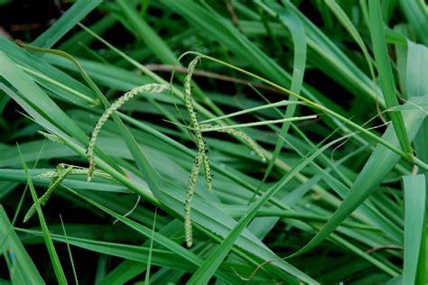 Paspalum Dilatatum Pallano