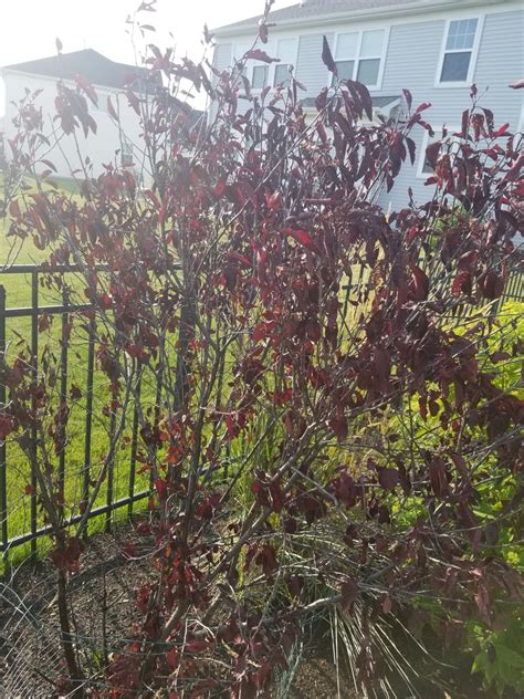 Purple Leaf Sand Cherry Is Dying Lawn Care Forum