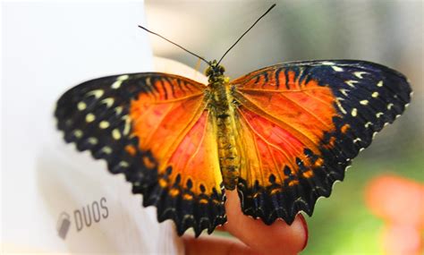 Dubai Butterfly Garden in - Dubai | Groupon