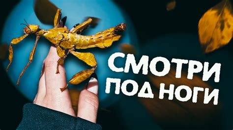 Мастер осенней маскировки - АВСТРАЛИЙСКИЙ ПАЛОЧНИК МАКЛЕЯ - YouTube