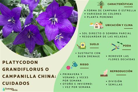 Platycodon Grandiflorus O Campanilla China Cuidados Gu A Completa