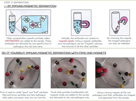 Module 2 Support Poster Top Schematic Representation Of Separation By